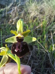 Ophrys sphegodes passionis