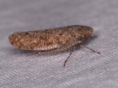 Paraphlepsius