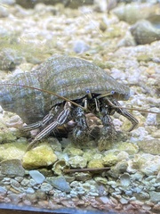 Clibanarius vittatus