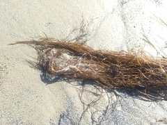 Desmarestia aculeata