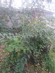 Forsythia × intermedia