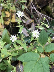 Stellaria aquatica