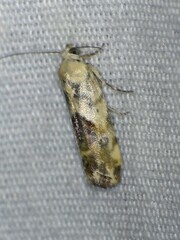 Ponometia libedis
