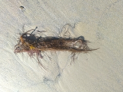 Desmarestia aculeata