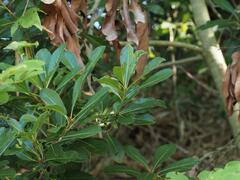 Pittosporum pentandrum