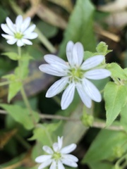 Stellaria aquatica