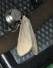 Phaegopterina
