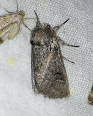 Astiptodonta aonides