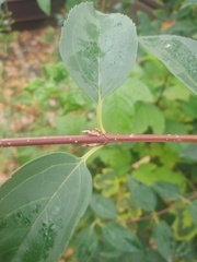 Forsythia × intermedia