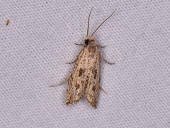 Bactra