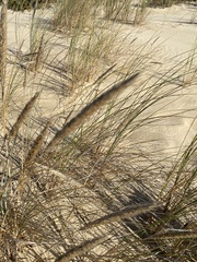 Ammophila arenaria