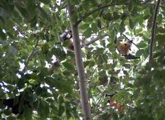 Pteropus seychellensis comorensis