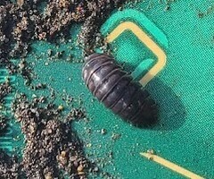 Armadillidium vulgare