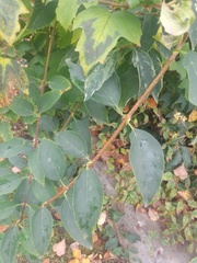 Forsythia × intermedia