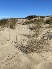 Ammophila arenaria