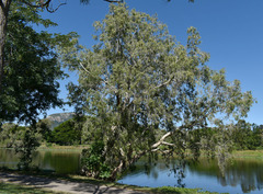 Melaleuca fluviatilis