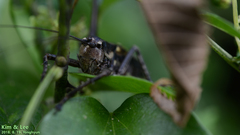 Paratlanticus ussuriensis