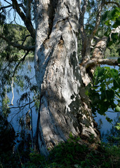 Melaleuca fluviatilis