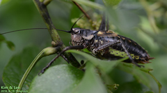 Paratlanticus ussuriensis