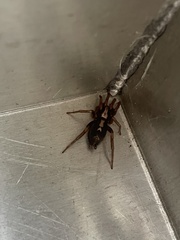 Herpyllus ecclesiasticus