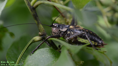 Paratlanticus ussuriensis