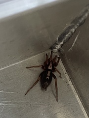 Herpyllus ecclesiasticus