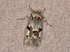 Emarginea percara