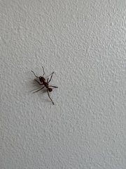 Acromyrmex octospinosus