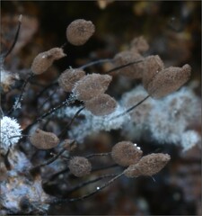 Myxomycetes