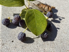 Chionanthus retusus