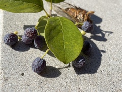 Chionanthus retusus