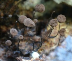 Myxomycetes