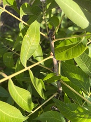 Pistacia chinensis