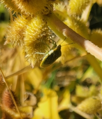 Nezarini