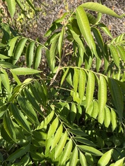 Pistacia chinensis