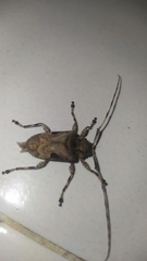 Lagocheirus araneiformis