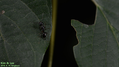 Camponotus nipponensis