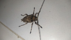 Lagocheirus araneiformis
