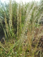 Digitaria californica