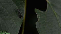 Camponotus nipponensis