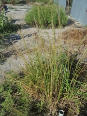 Digitaria californica