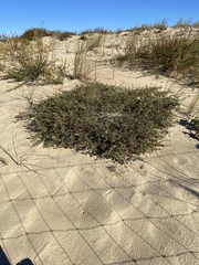 Polygonum maritimum