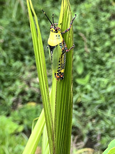 Variegated grasshopper