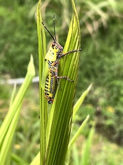 Zonocerus variegatus