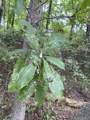 Quercus imbricaria