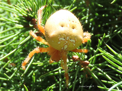 Araneus pallidus