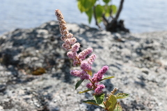 Spiraea tomentosa