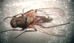 Muscoidea
