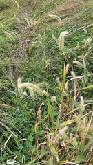 Setaria faberi