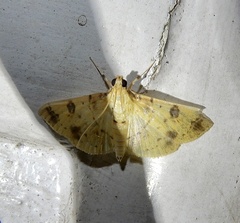 Herpetogramma cynaralis